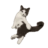 a white and gray cat is sitting on top of a black cat on a white background .
