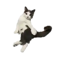 a white and gray cat is sitting on top of a black cat on a white background .