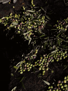 Hand Olives GIF - Hand Olives Harvest GIFs