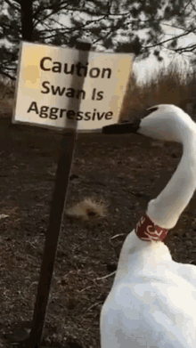 Aggressive Swan Aggressive GIF - Aggressive Swan Aggressive GIFs