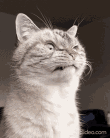 Cat Kiteh GIF - Cat Kiteh Angry GIFs