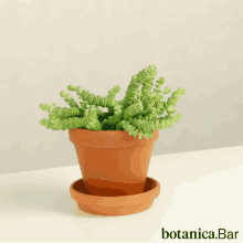 Plants Indoor GIF