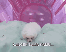 Kangen Sama Kamu GIF - Dog Nod Yup GIFs