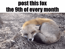 a fox is curled up in the dirt and the caption says post this fox the 9th of every month