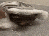 a cat is taking a bath with soap foam on its head