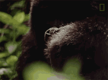 investigating dian fossey narrates her life with gorillas in this vintage footage world gorilla day observing examining the glove