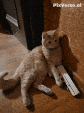 a cat laying on the floor next to a gun with pixverse.ai on the bottom