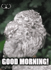Owl Morning Owl GIF - Owl Morning Owl Good Morning GIFs