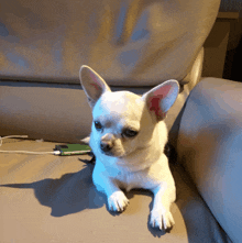 a small white dog is laying on a couch next to a cell phone