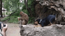 Someone Get This Dog Away From This Monkey GIF - Monkey Dog Stop GIFs