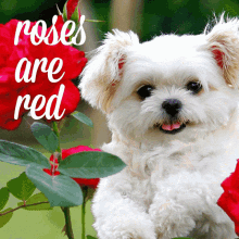 Valentines Day Dog GIF - Valentines Day Dog GIFs