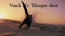a picture of a cat on a beach with the words vinck r. tile que shot