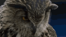 Owl Blast GIF - Owl Blast GIFs