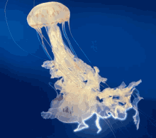 Jellyfish Ocean GIF - Jellyfish Ocean Life GIFs