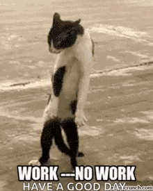 Work Nowork GIF - Work Nowork Cat GIFs
