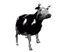 cow dancing
