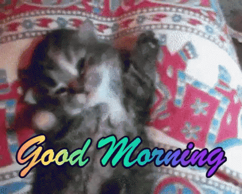 Funny Animals Good Morning GIF - Funny Animals Good Morning Cute - Discover  & Share GIFs