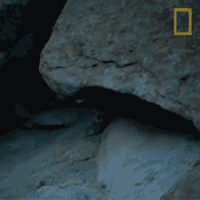 Prowling Wild Cats Of India GIF - Prowling Wild Cats Of India Big Cat Kingdom GIFs