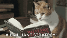 Cat Military Strategy GIF - Cat Military Strategy Bold GIFs