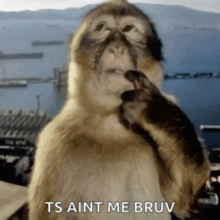 a picture of a monkey with the words ts aint me bruv below it
