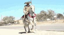 horse charro cowboy mexican caballo