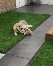 Dog Friends Forever GIF - Dog Friends Forever Love You GIFs