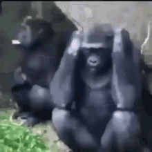 a couple of gorillas sitting next to each other covering their ears .