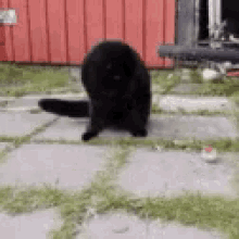 cat kitty kitten black cat ball
