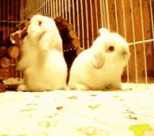 兔子 兔兔  小兔子 可爱 GIF - Bunny Rabbit Cute GIFs