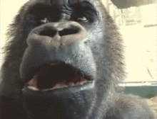 Shock Monkey Wow Meme GIF