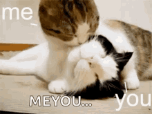 Cats Love You GIF - Cats Love You Lick GIFs