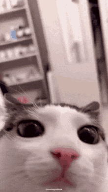 Cat Cute GIF - Cat Cute Wink Wink GIFs