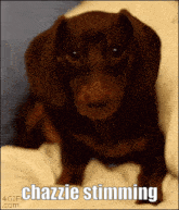 Chaz Chazzie GIF - Chaz Chazzie Puppy GIFs