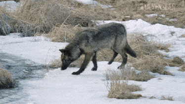 [Image: wolf-northwestern-wolf.gif]
