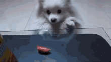 Just...A Little...More GIF - Puppy Dog Cute GIFs