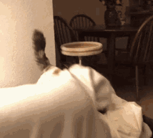 Blanket Attack GIF - Blanket Attack Cat GIFs