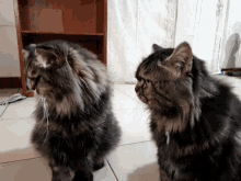 Cat Staring GIF - Cat Staring Tibo GIFs