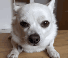 Dog Doggo GIF - Dog Doggo White GIFs