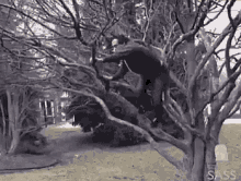 Man Tree GIF - Man Tree Jump GIFs