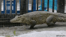 Crocodile GIF
