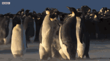 Penguin Fight Flip City Penguins GIF - Penguin Fight Flip City Penguins Flip City GIFs