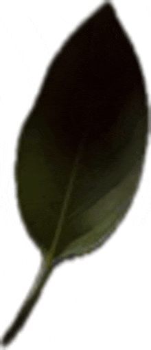 Leaf Green Leaf GIF