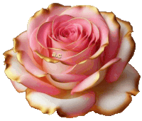 a close up of a pink rose with the letters ac on the bottom