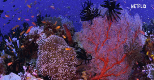 Coral Fish GIF - Coral Fish Reef GIFs