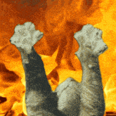 a cat laying on its back with its paws in the air in front of a fire