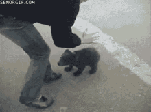 Bear Cub GIF - Bear Cub Hug GIFs