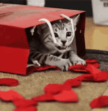 Cat Heart GIF - Cat Heart Play GIFs