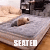 Seated Seated Cat GIF - Seated Seated Cat Cat Comfy GIFs