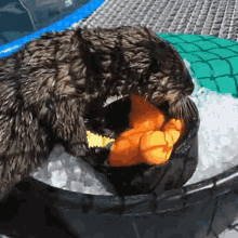 Quatze Otter GIF - Quatze Otter Sea Otter GIFs