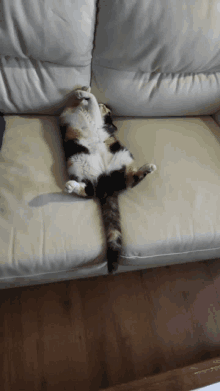Lazy Cat GIF - Lazy Cat Sleep GIFs